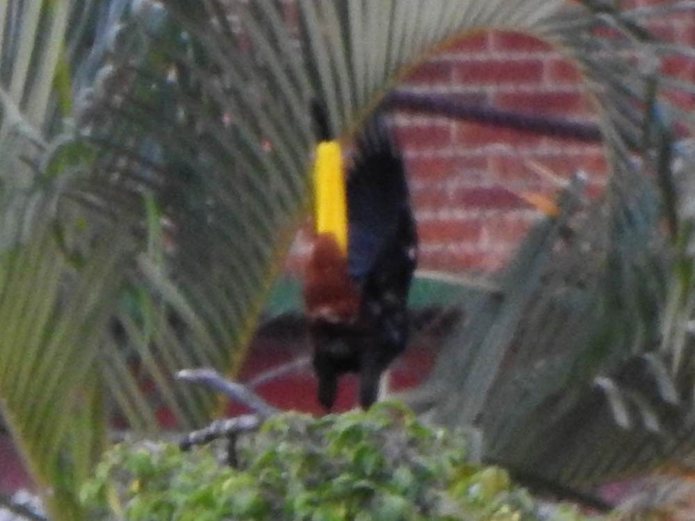 Crested Oropendola - ML646577998