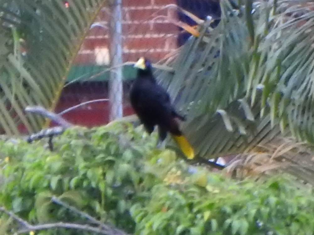 Crested Oropendola - ML646578000