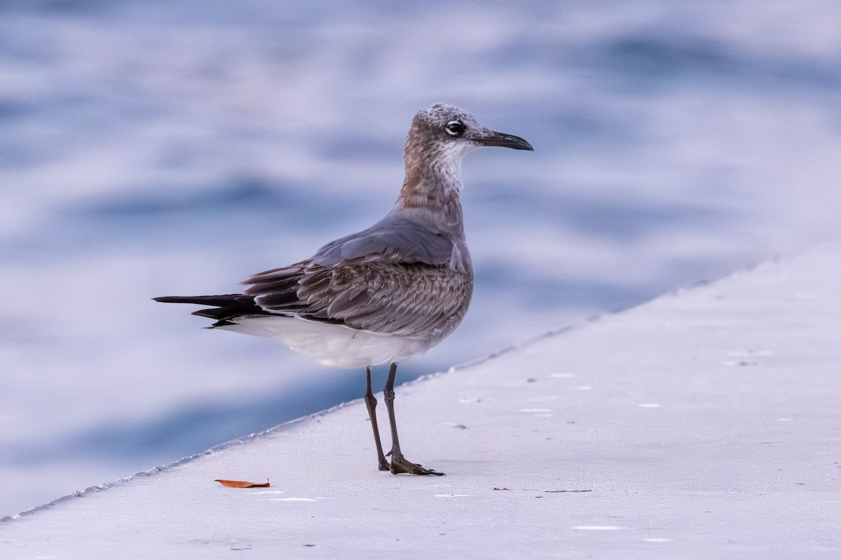 Ацтекская чайка - ML646578001