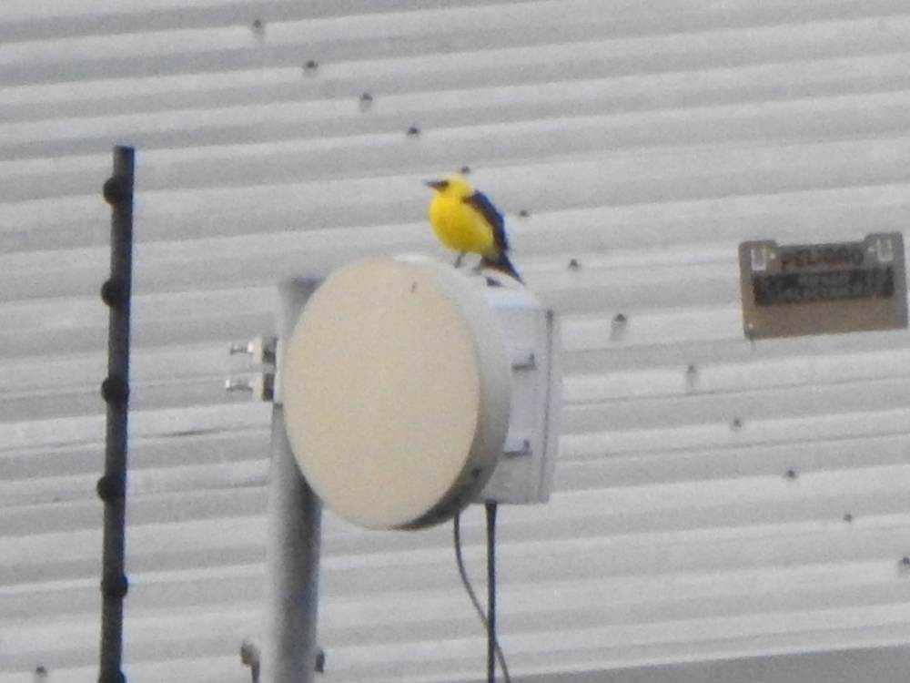 Oriole Blackbird - ML646578005