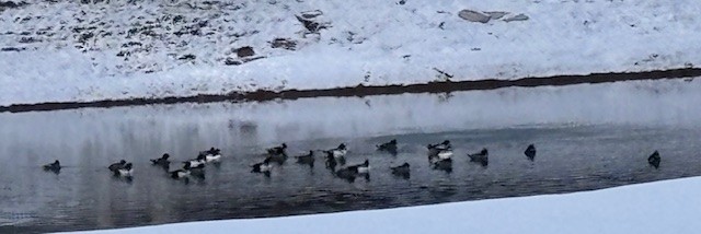 キタホオジロガモ - ML646578008