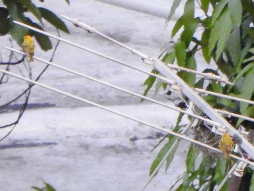 Saffron Finch - ML646578011