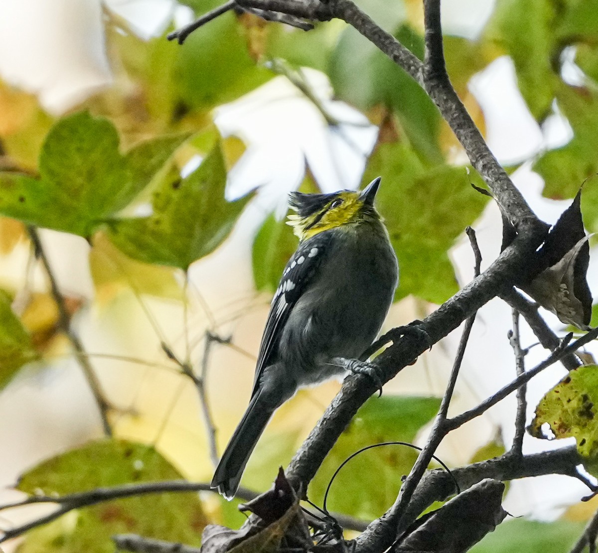 Yellow-cheeked Tit - ML646578012