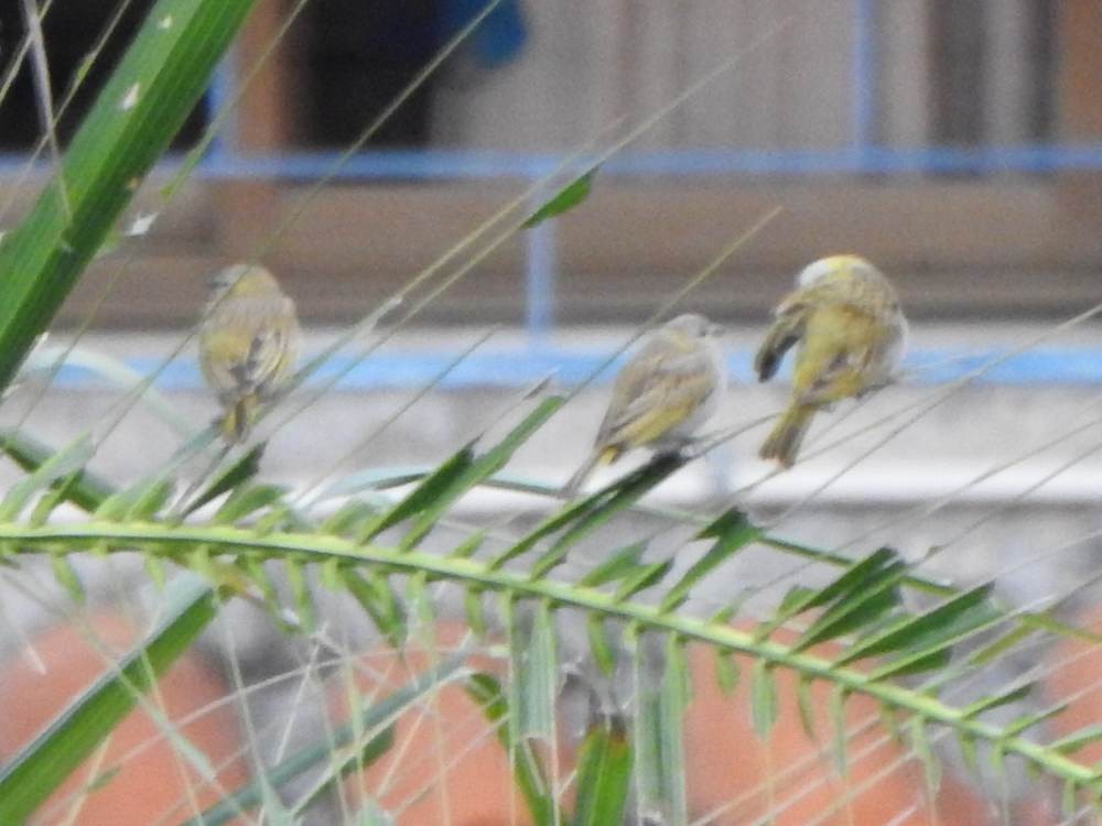 Saffron Finch - ML646578013