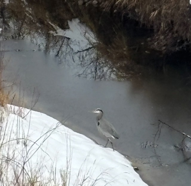 Great Blue Heron - ML646578016