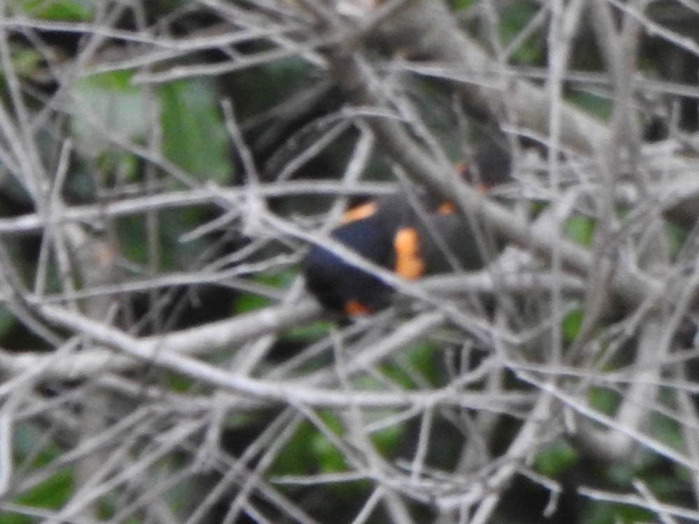 American Redstart - ML646578018