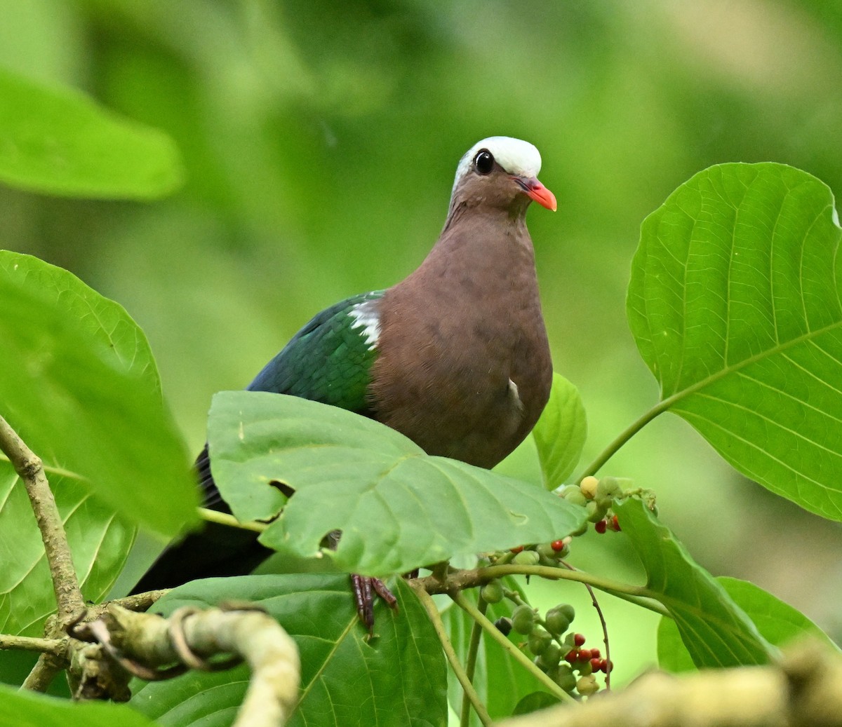 Asian Emerald Dove - ML646578019