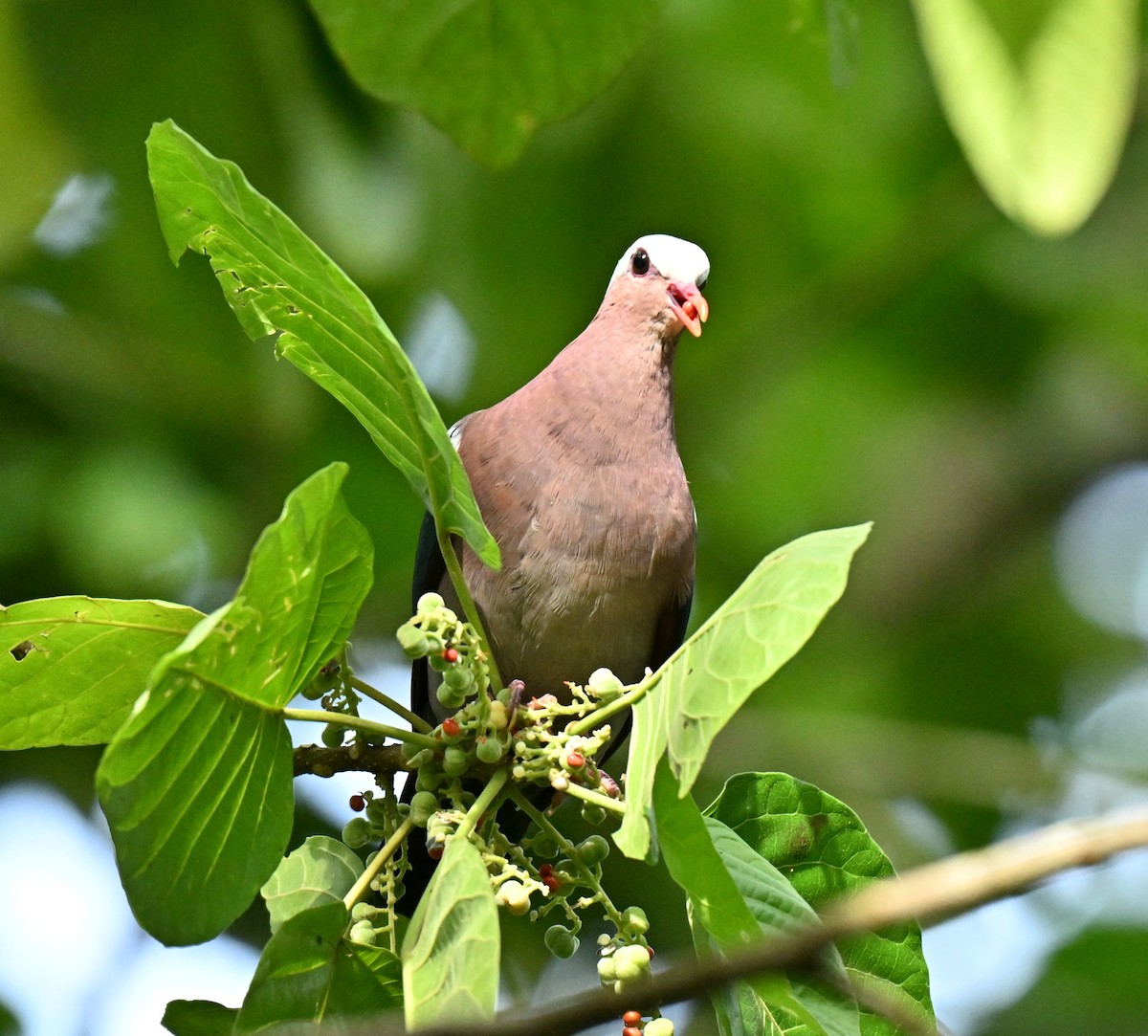 Asian Emerald Dove - ML646578020