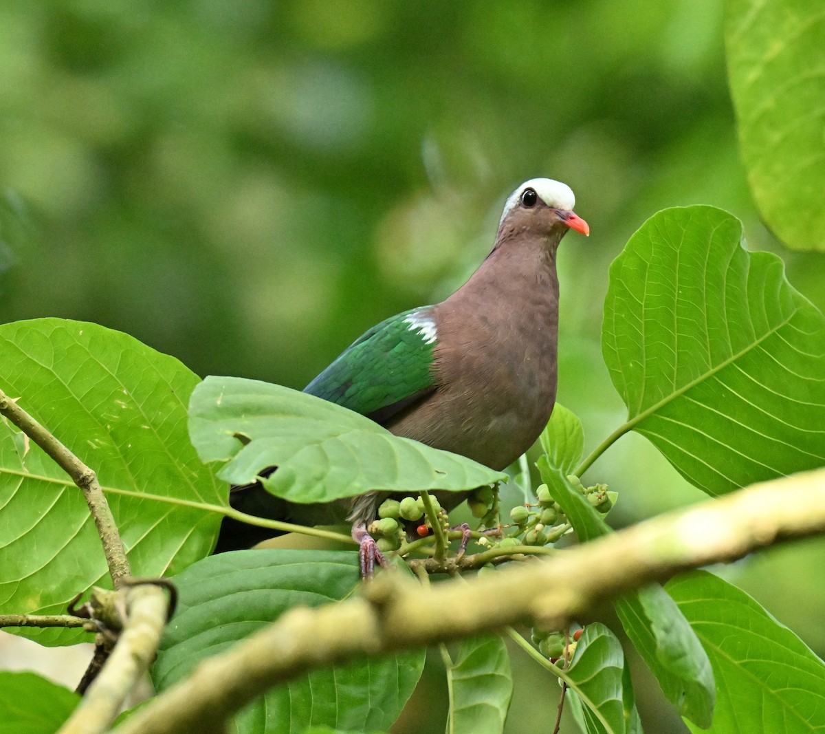 Asian Emerald Dove - ML646578021