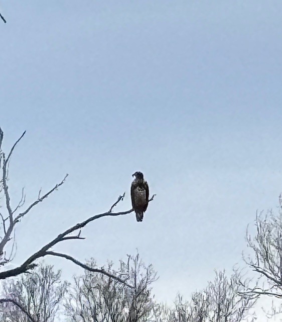 Pygargue à tête blanche - ML646578022