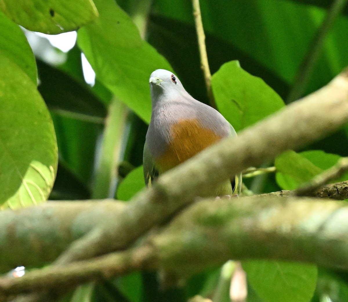 Pink-necked Green-Pigeon - ML646578023