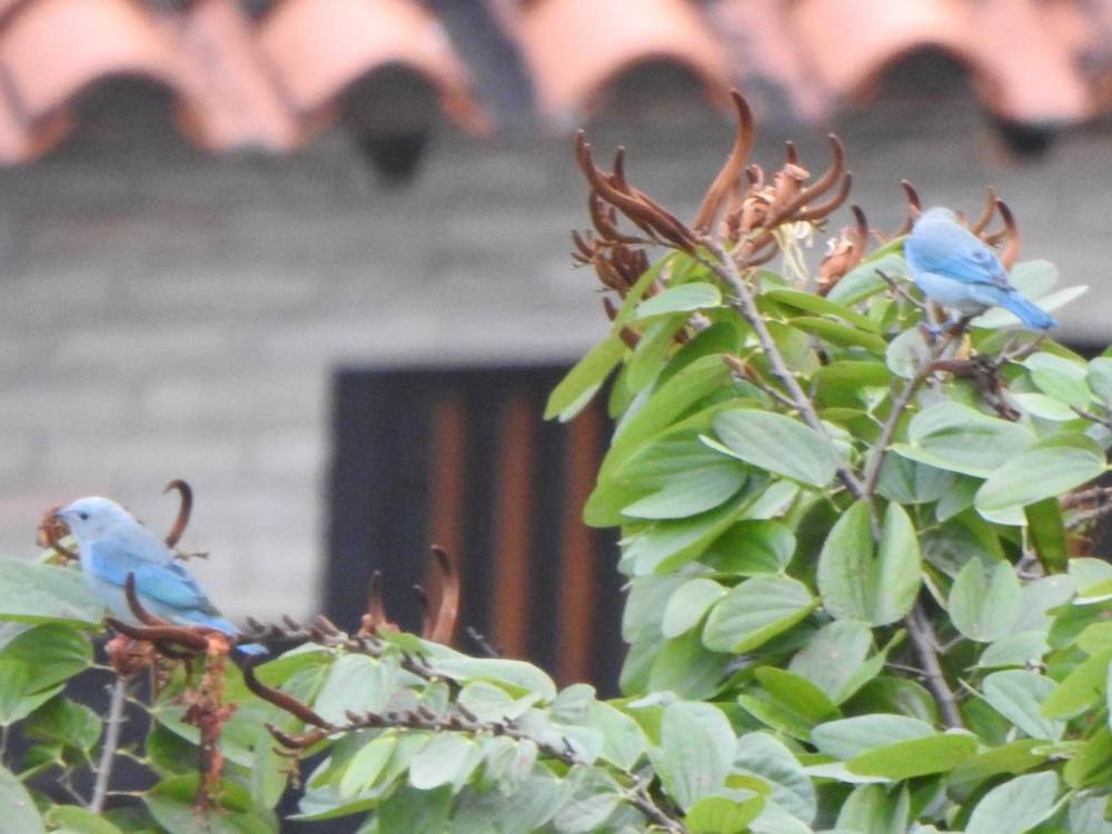 Blue-gray Tanager - ML646578024