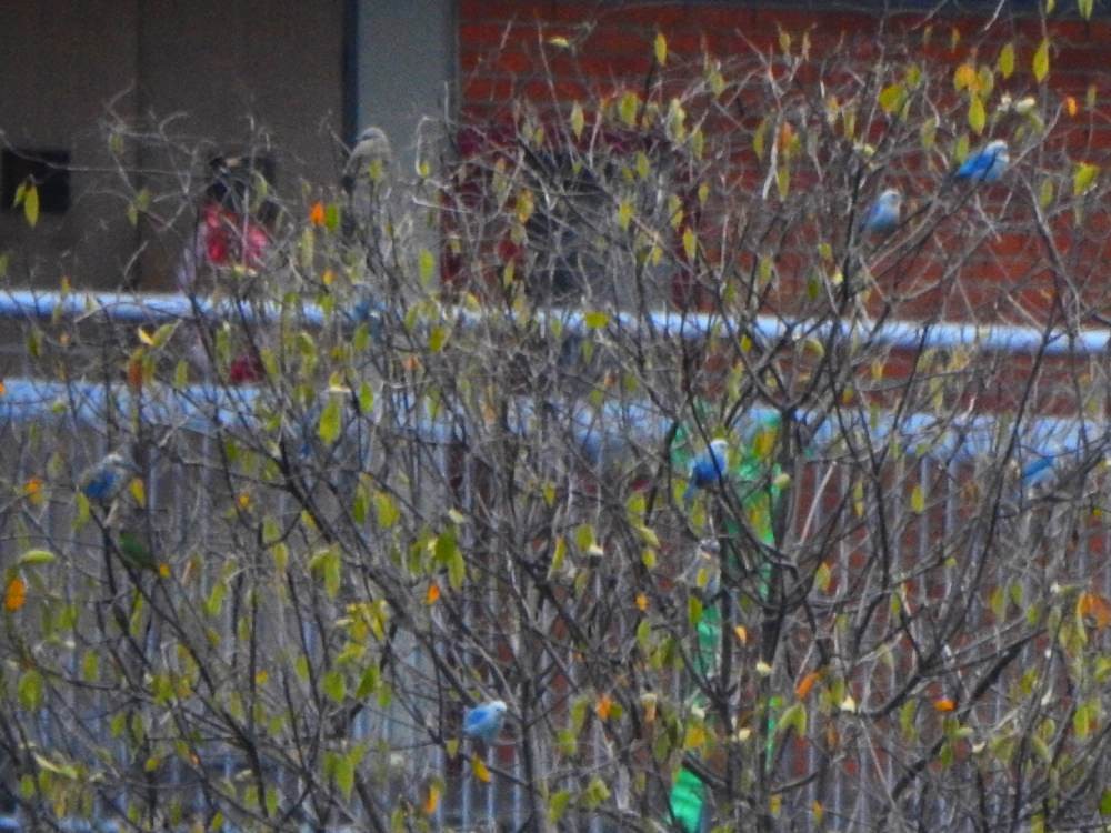 Blue-gray Tanager - ML646578025