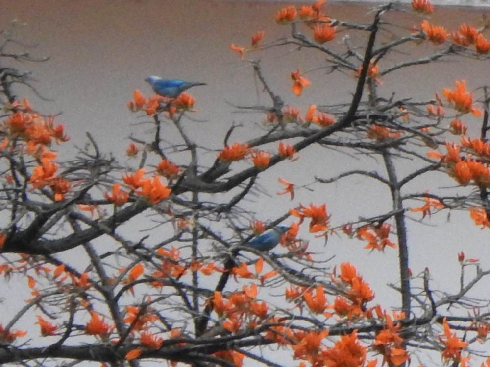 Blue-gray Tanager - ML646578026