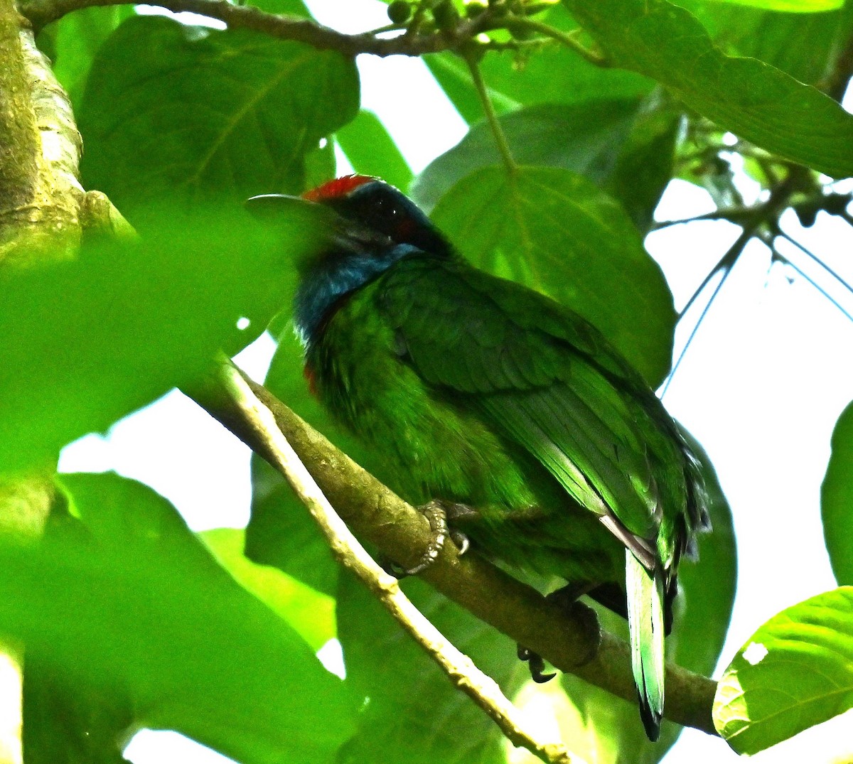 Red-crowned Barbet - ML646578027