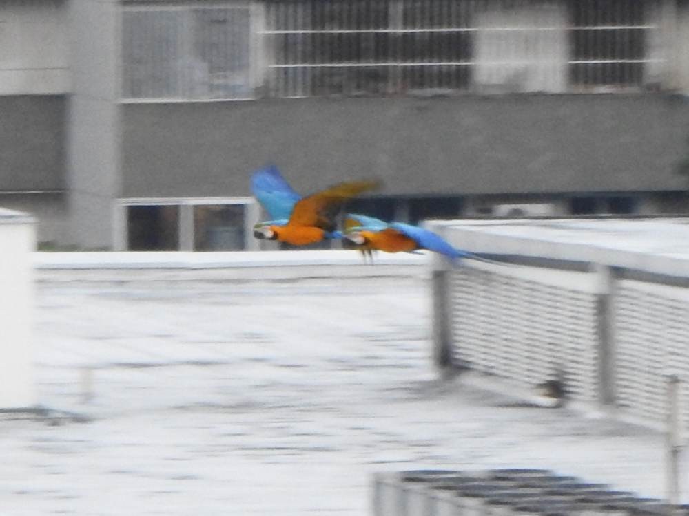 Blue-and-yellow Macaw - ML646578029