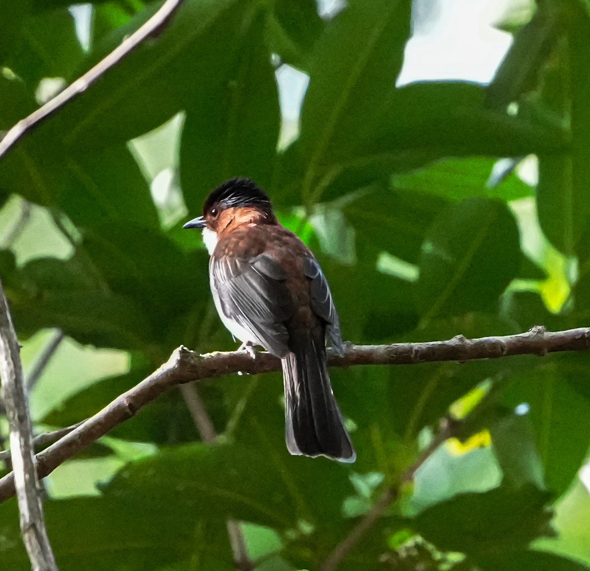 Chestnut Bulbul - ML646578030