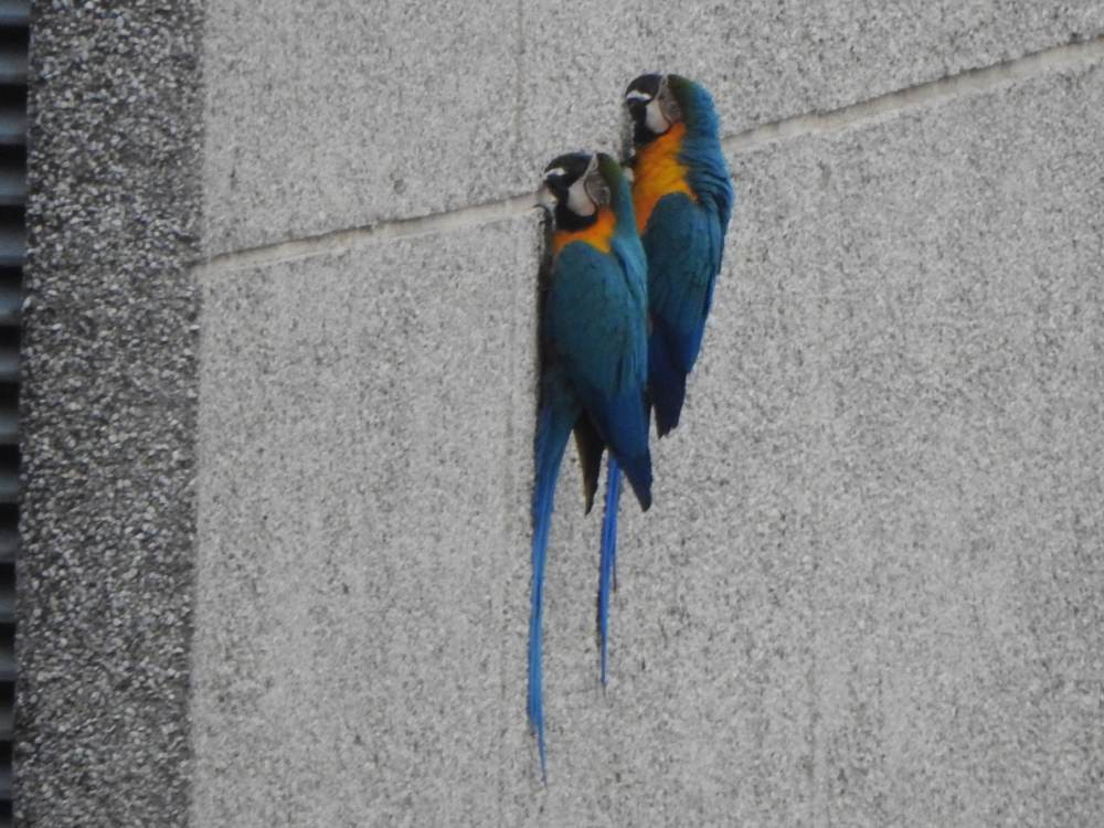 Blue-and-yellow Macaw - ML646578031