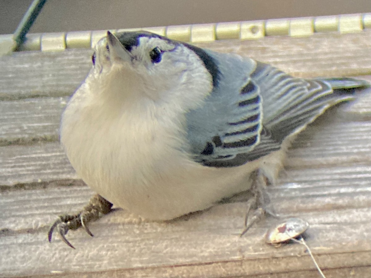 hvitbrystspettmeis (carolinensis) - ML646578033