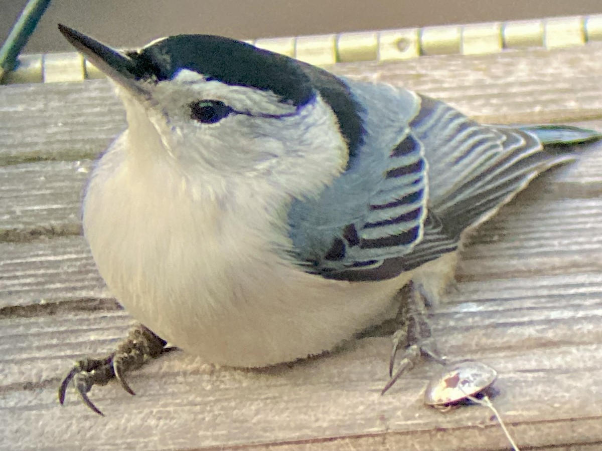 hvitbrystspettmeis (carolinensis) - ML646578034