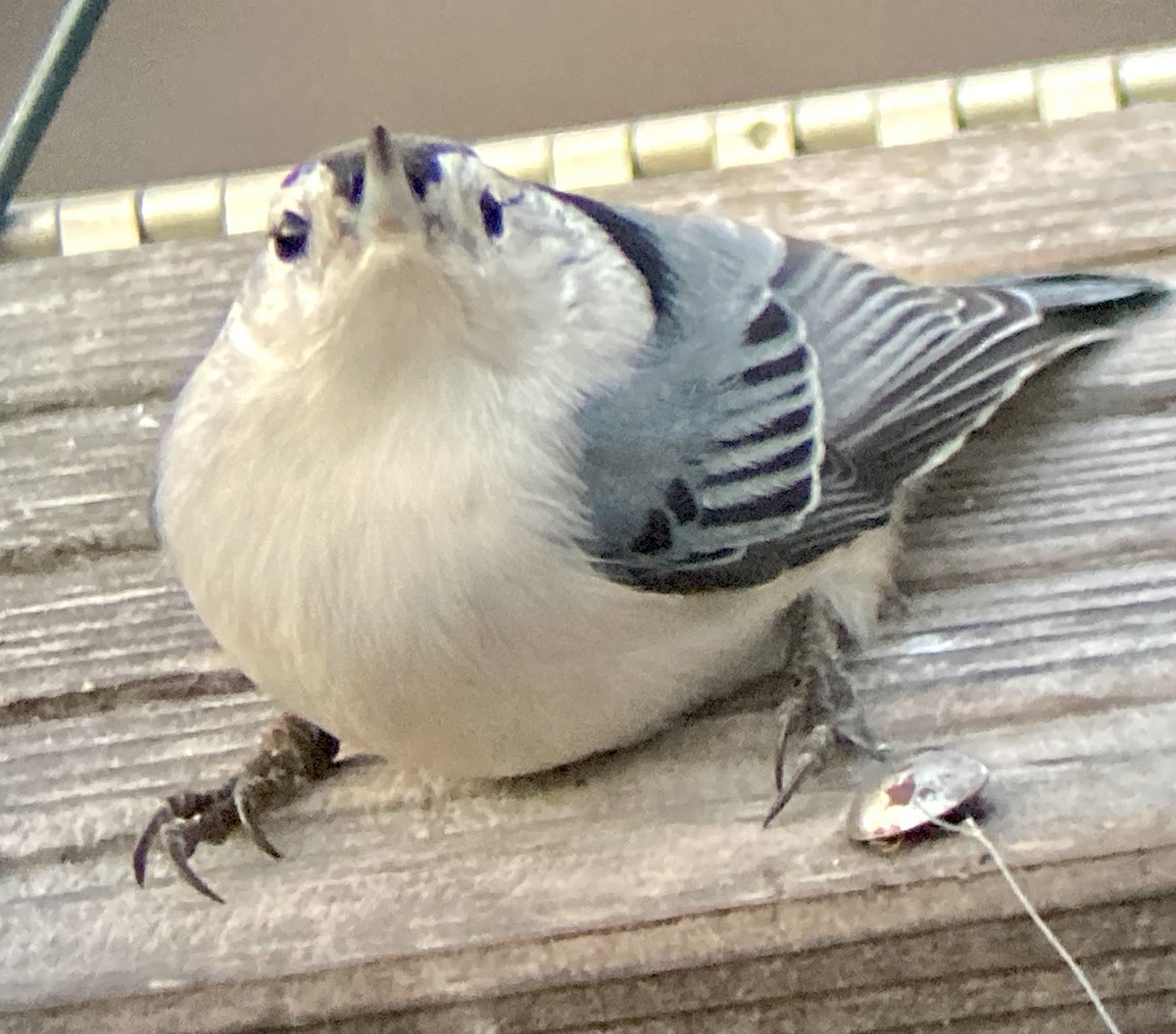 hvitbrystspettmeis (carolinensis) - ML646578035