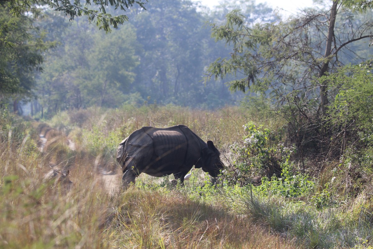 Indian Rhinoceros - ML646578037
