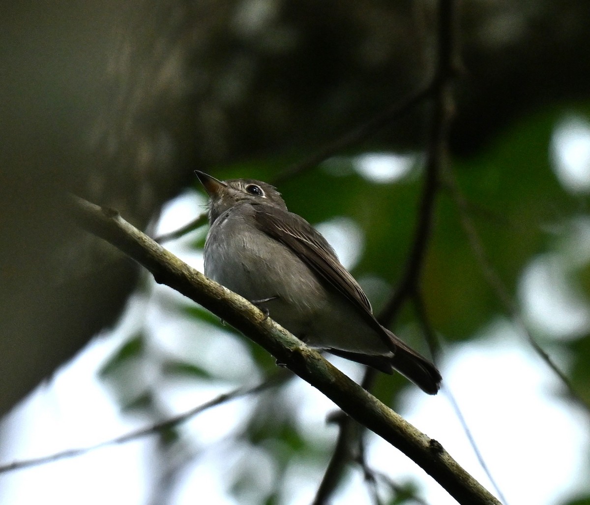 חטפית סיבירית - ML646578038