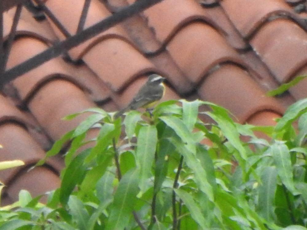 Social Flycatcher - ML646578039