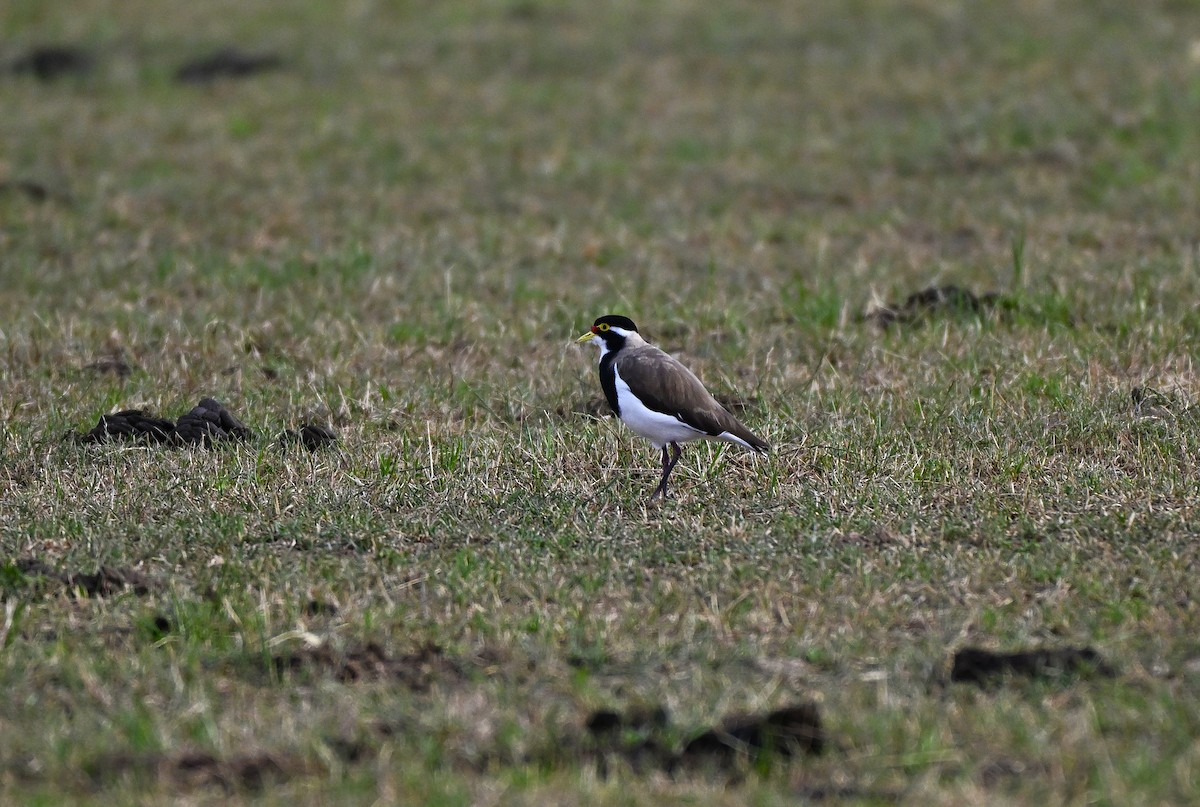 Banded Lapwing - ML646578040