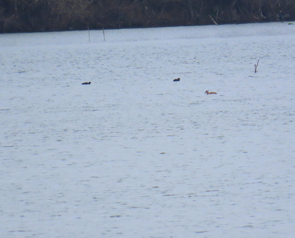 Red-crested Pochard - ML646578041