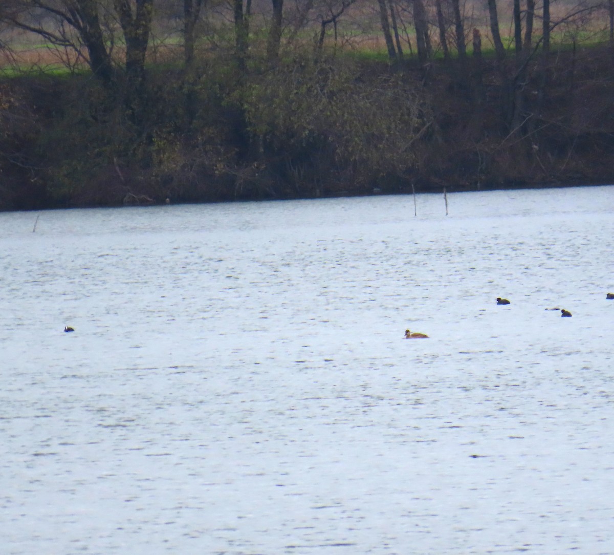 Red-crested Pochard - ML646578042