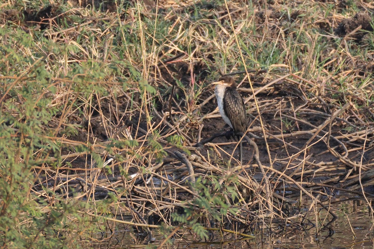 langstjertskarv - ML646578043