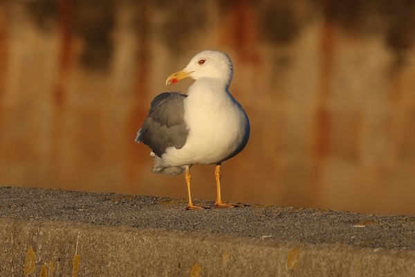 Gabbiano reale - ML646578044