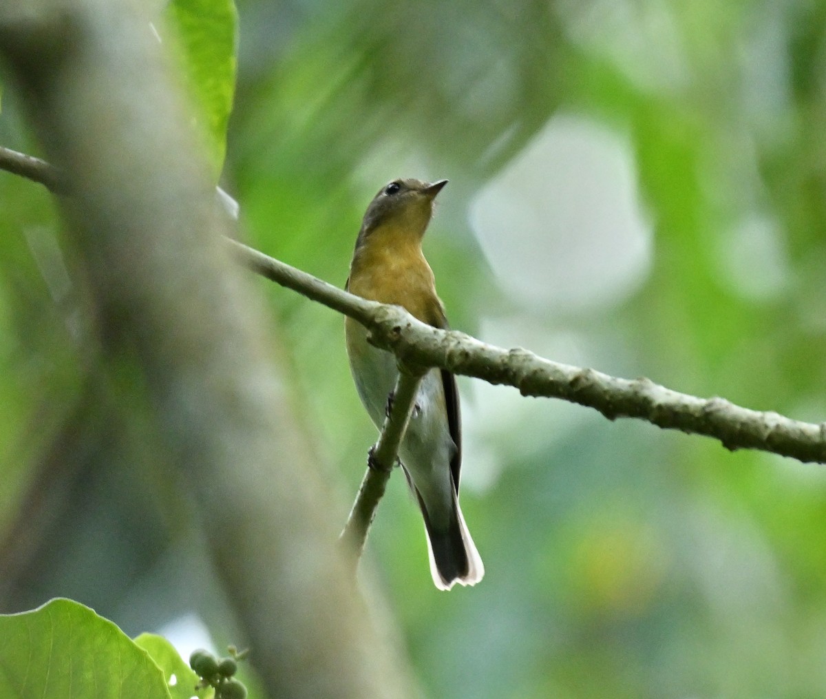 חטפית מוגימקי - ML646578045