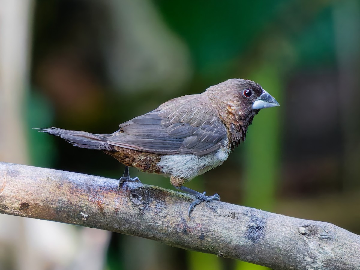 White-rumped Munia - ML646578050