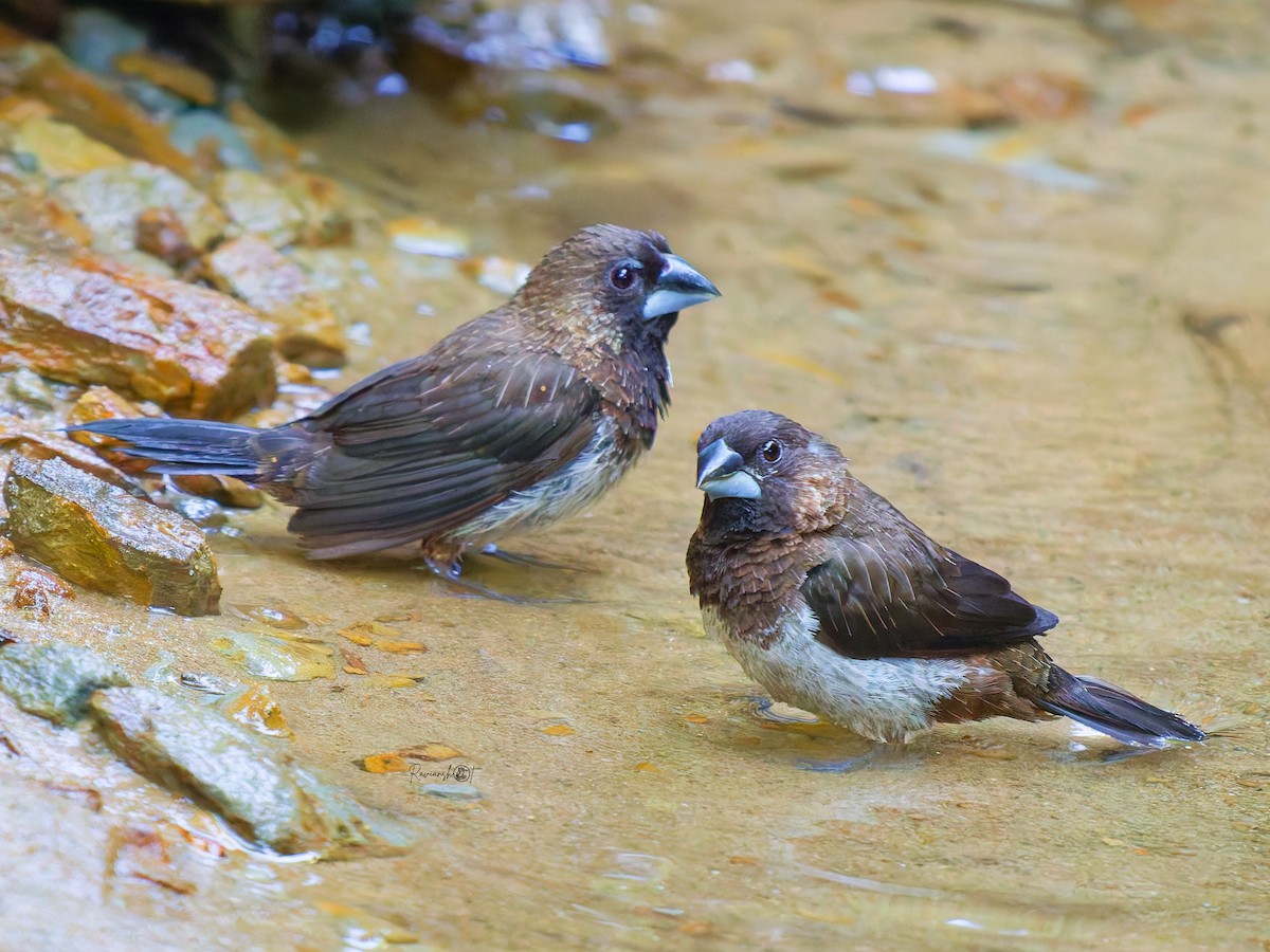 White-rumped Munia - ML646578057
