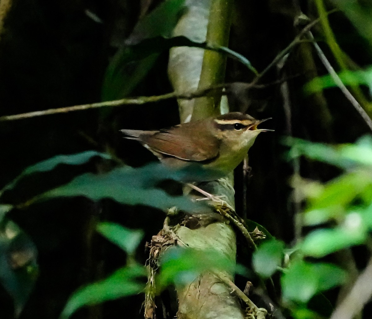 Asian Stubtail - ML646578061