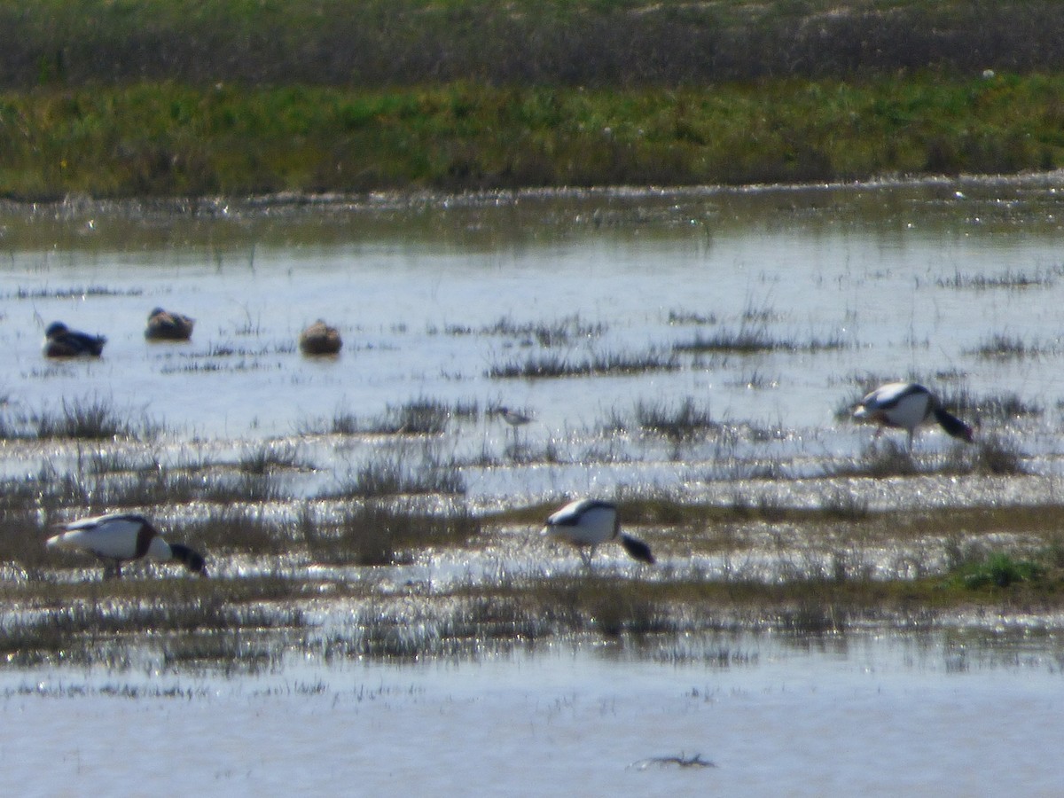 Common Shelduck - ML646578062