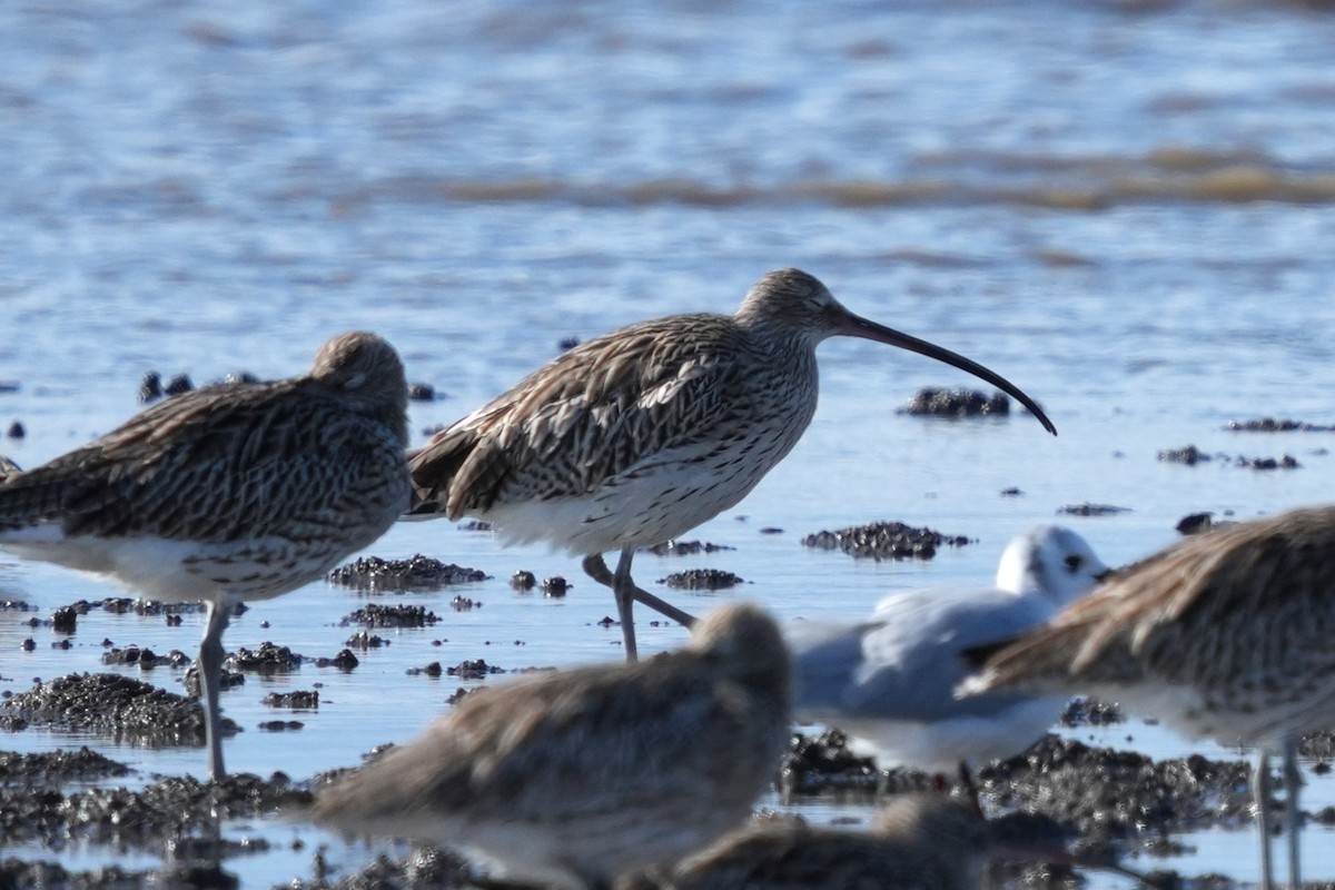 חרמשון גדול - ML646578063