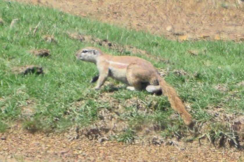 South African Ground Squirrel - ML646578064