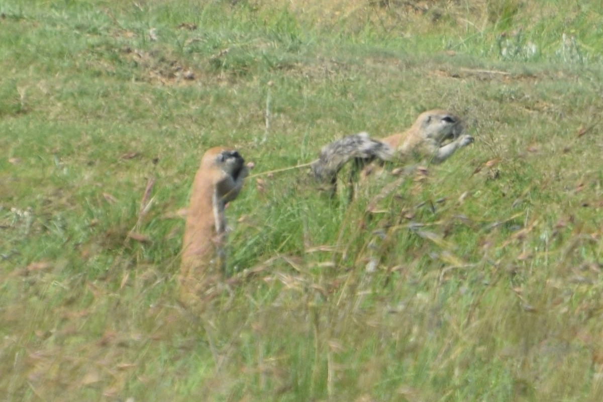 South African Ground Squirrel - ML646578065