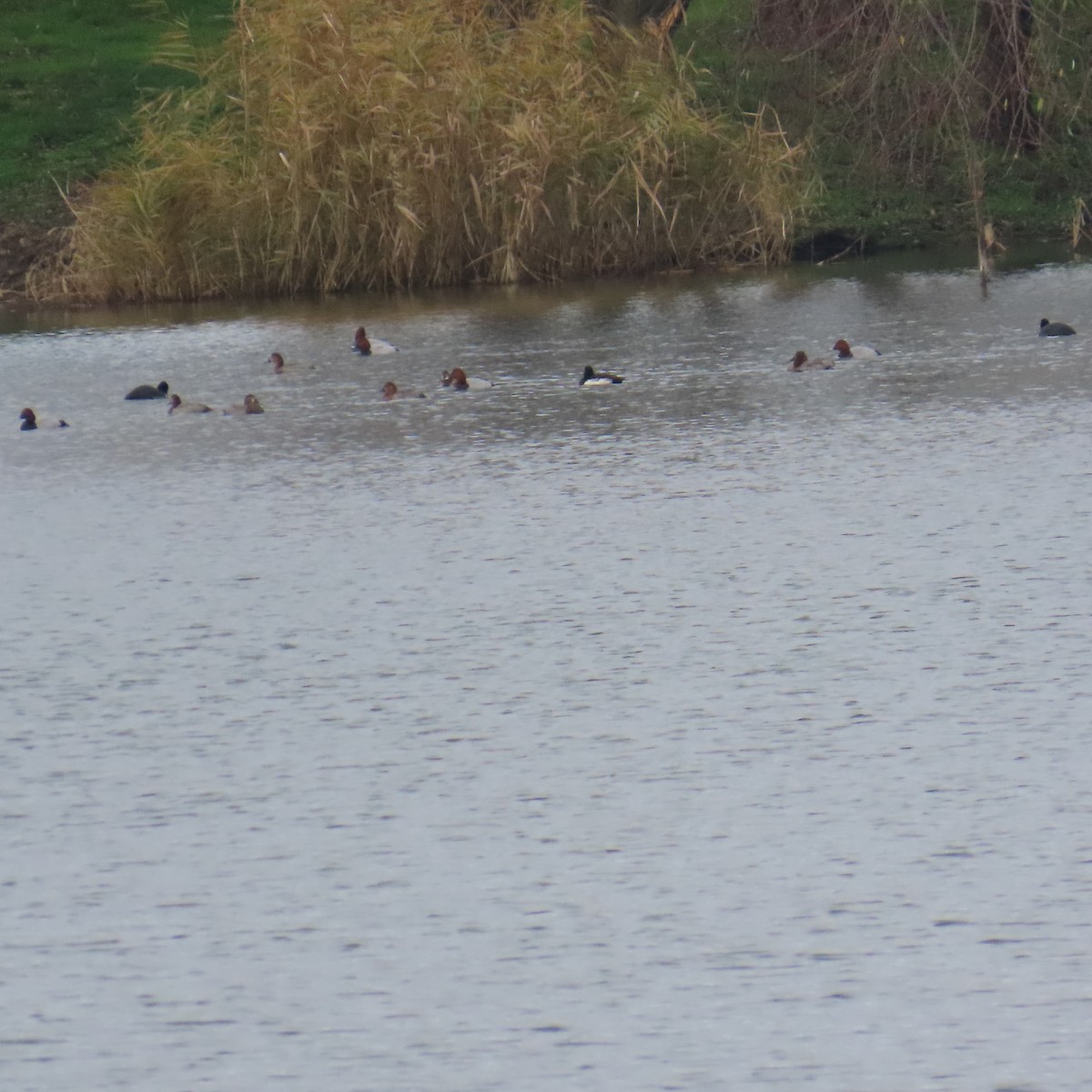 Common Pochard - ML646578069