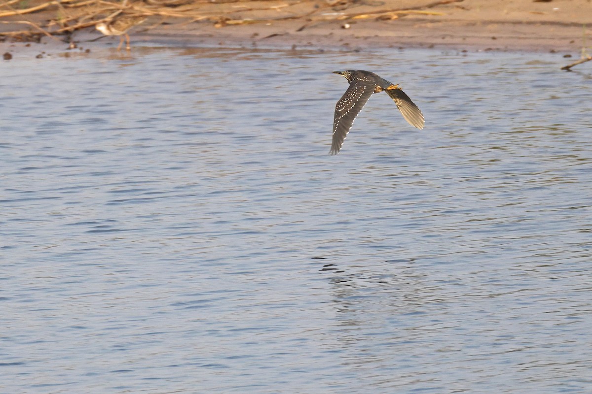 夜鷺 - ML646578071