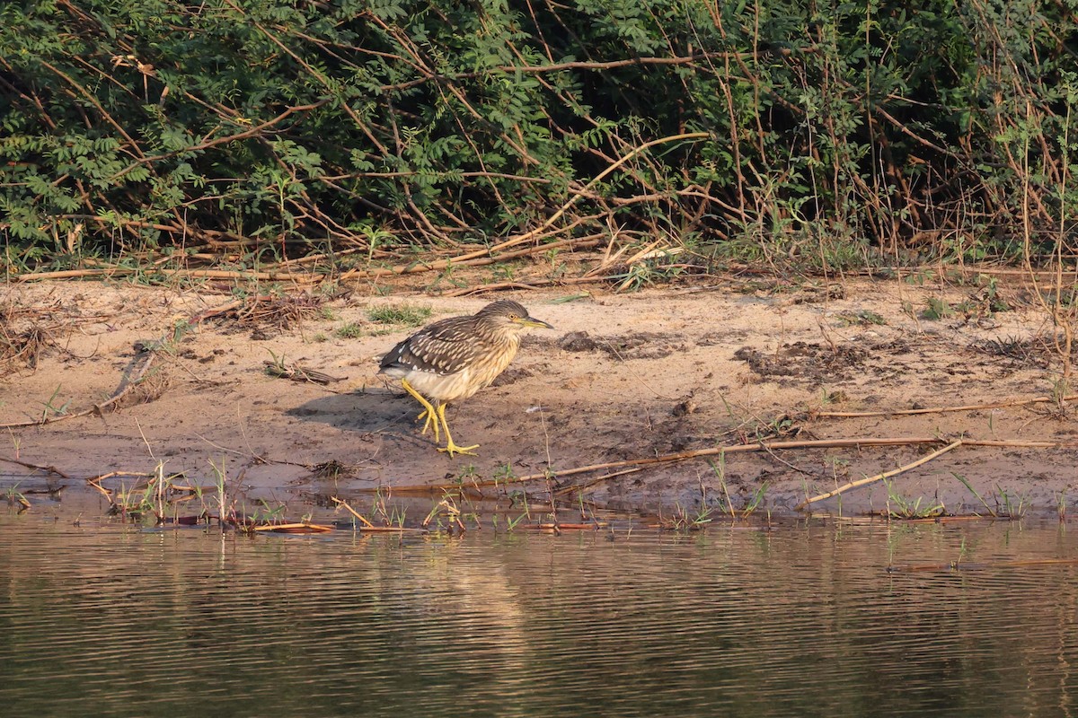 夜鷺 - ML646578073