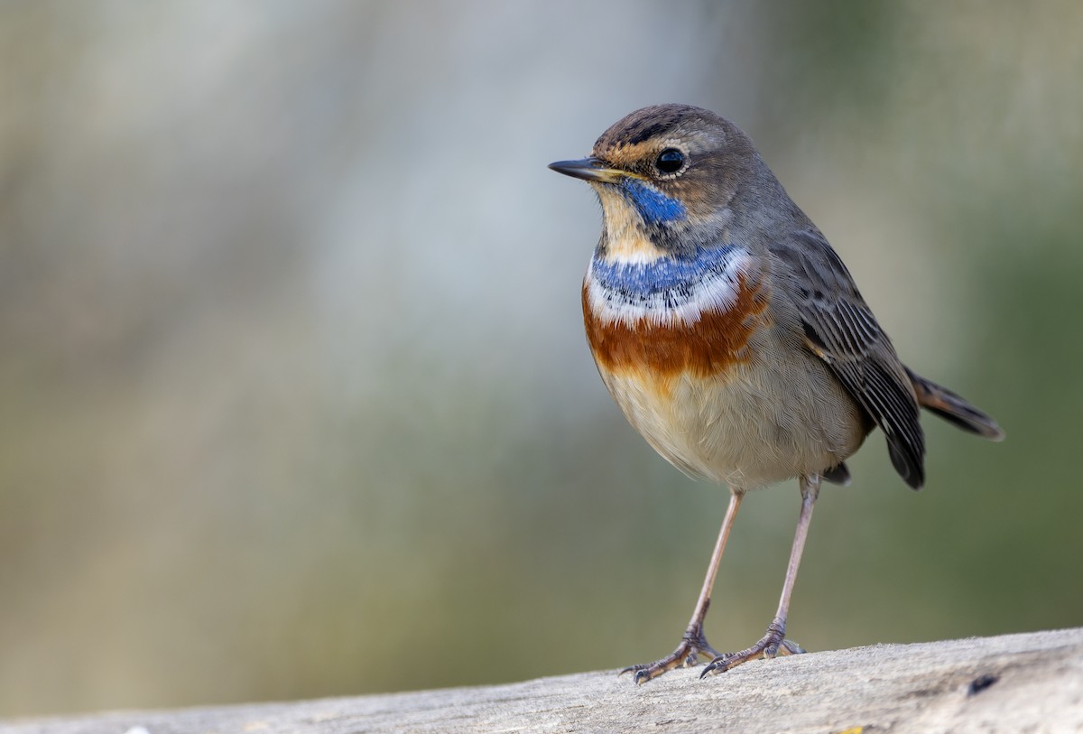 藍喉鴝 - ML646578074