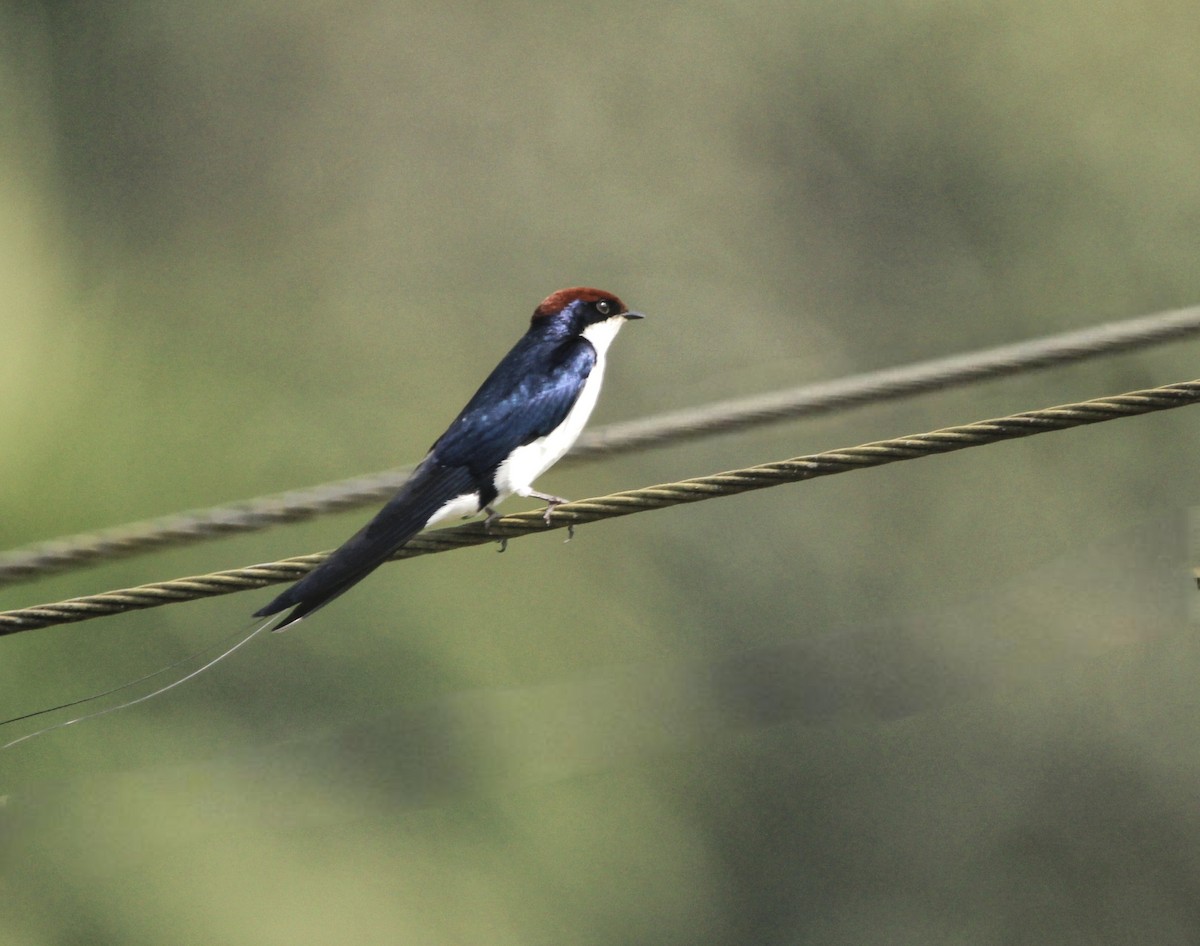 Wire-tailed Swallow - ML646578077