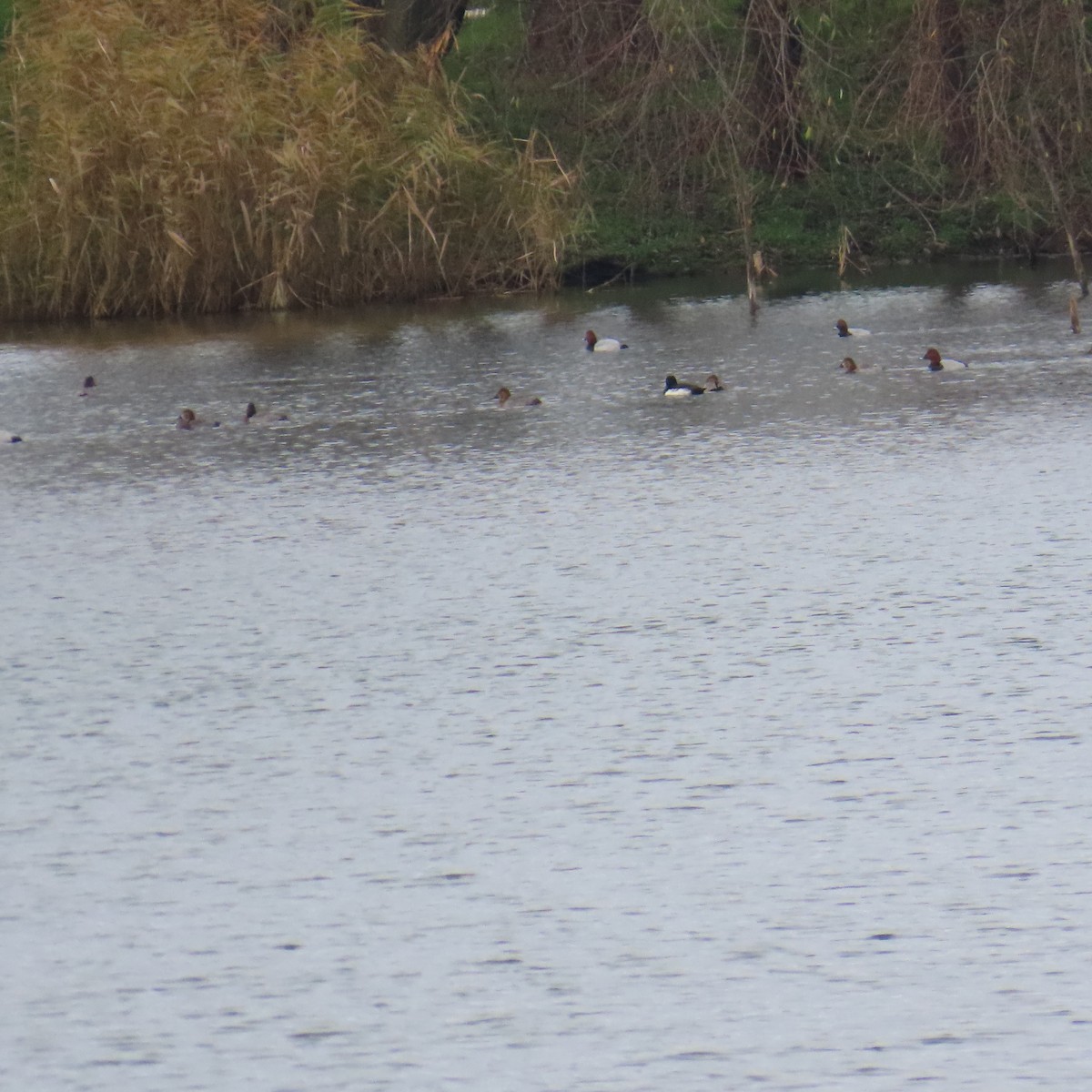 鳳頭潛鴨 - ML646578079