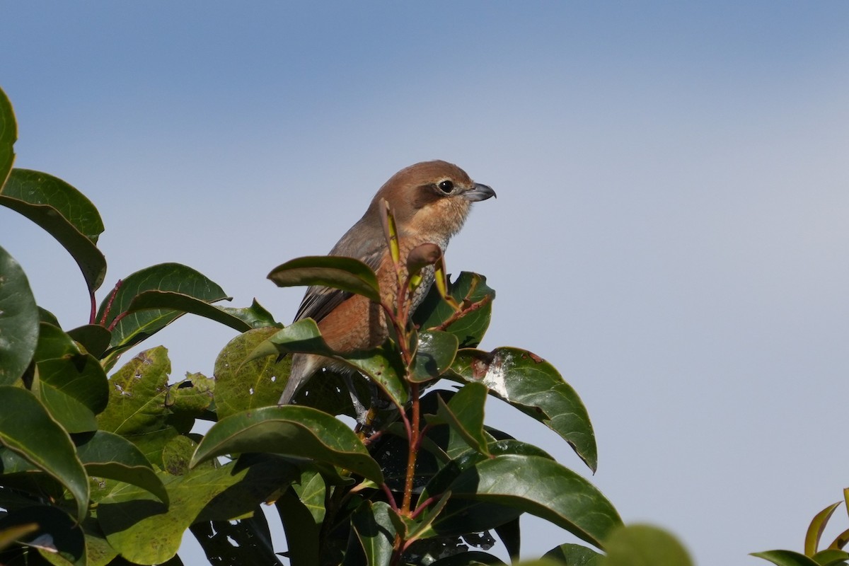 紅頭伯勞 - ML646578081