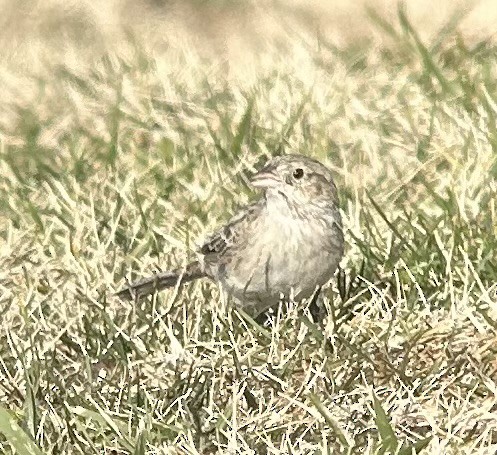Cassin's Sparrow - ML646578082