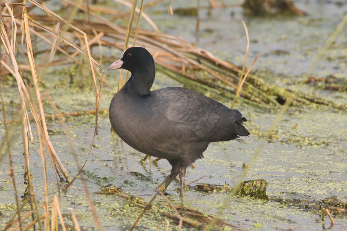 白冠雞 - ML646578089